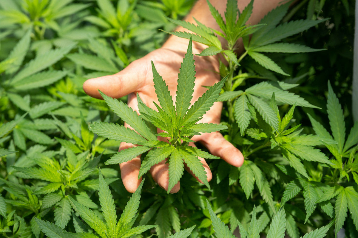 CBN vs CBD vs CBG vs CBC | Mr. Moxey's