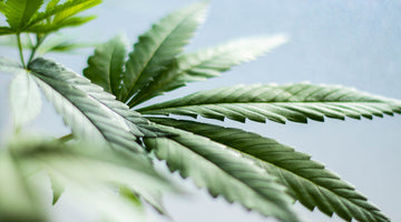 10 Things You Didn't Know About CBD