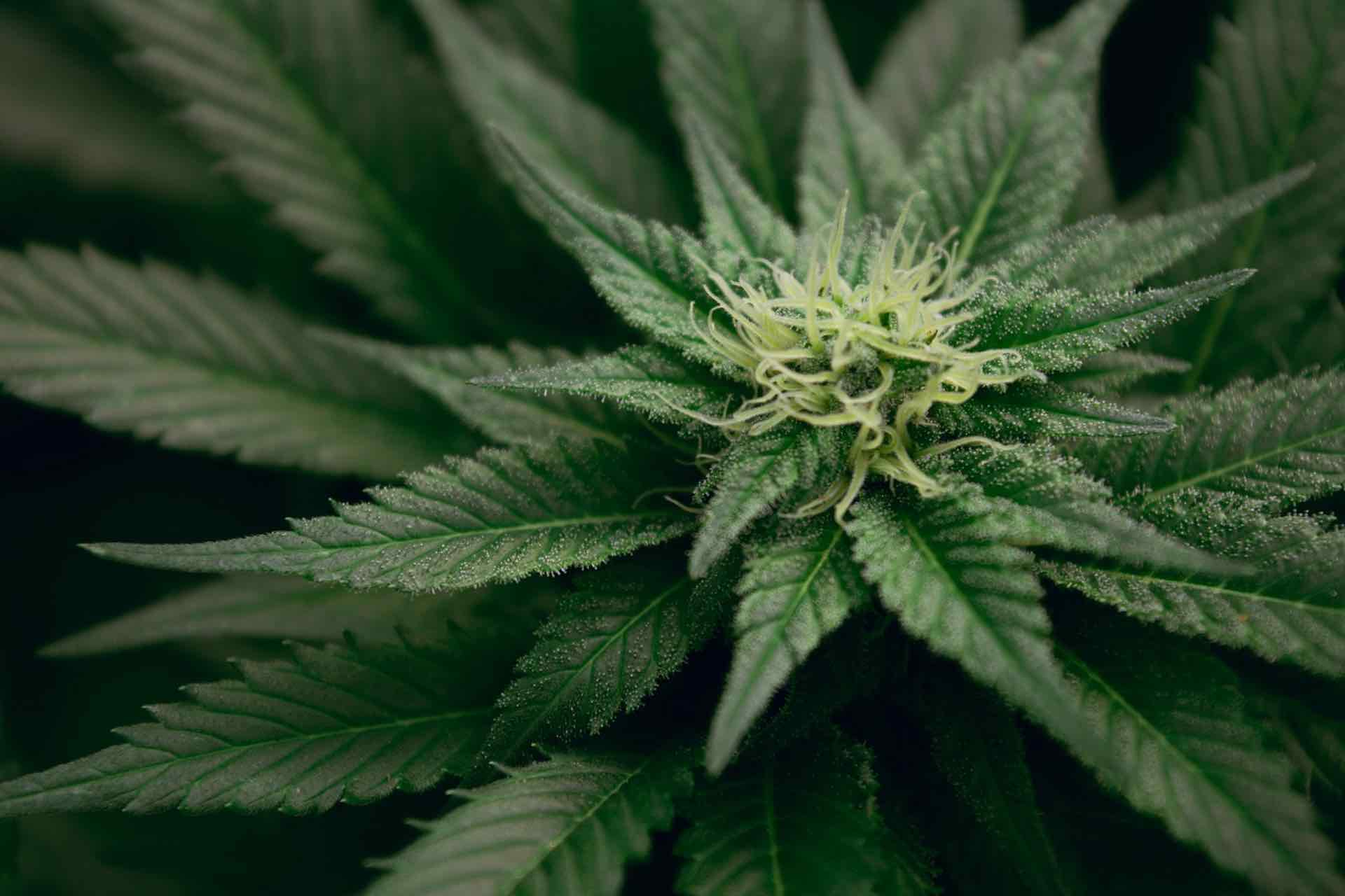 When to Take CBD, CBN, CBG and CBC – Mr. Moxey's
