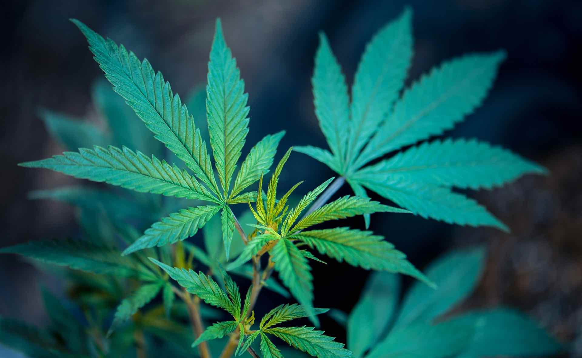 What Happens When You Mix THC, CBD, and CBN? – Mr. Moxey's