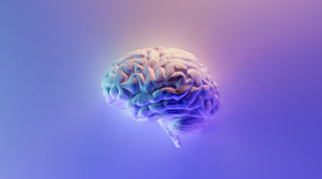 All About the Endocannabinoid System