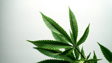 best sublingual thc