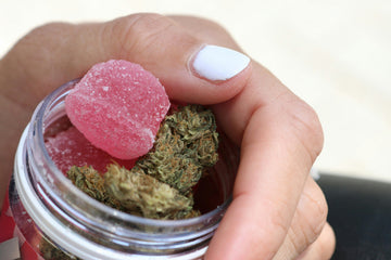thc pouches vs gummies